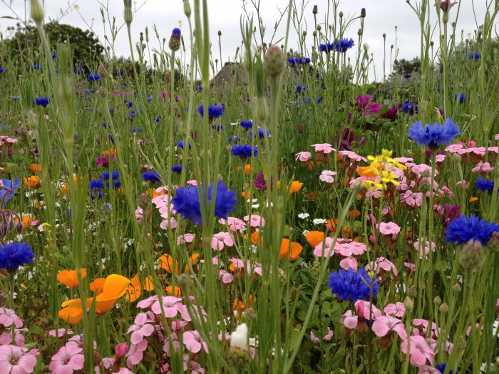 Blumenwiese2